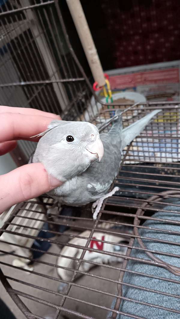 cockatiel-for-sale-in-clearfield-pa