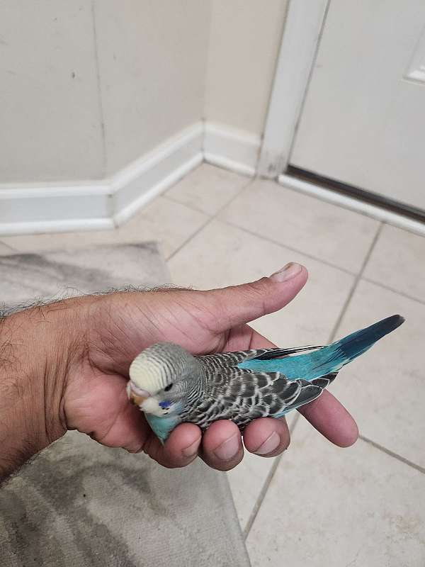 parakeet-for-sale