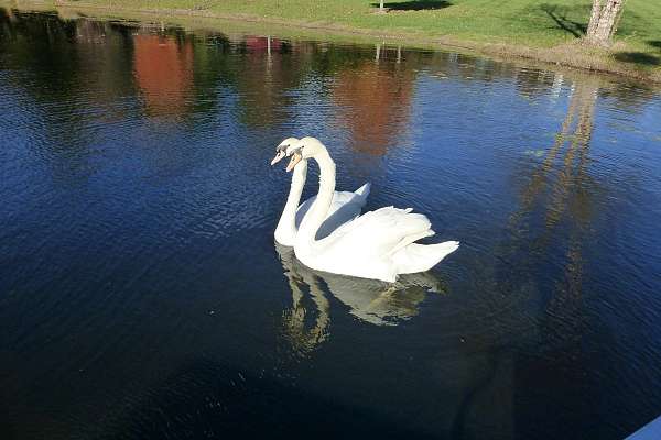 swan-for-sale