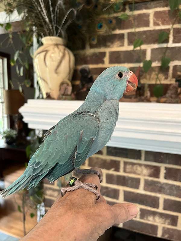 bird-parrot-for-sale-in-fuquay-varina-nc