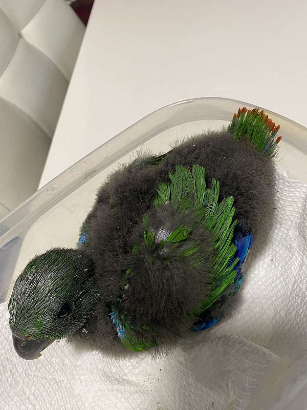 eclectus-parrots-for-sale