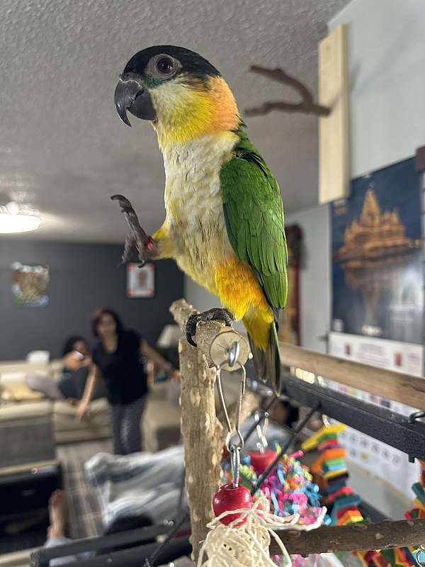 black-headed-caique-for-sale-in-oklahoma-city-ok