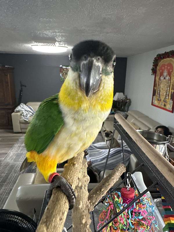 caique-for-sale-in-oklahoma-city-ok