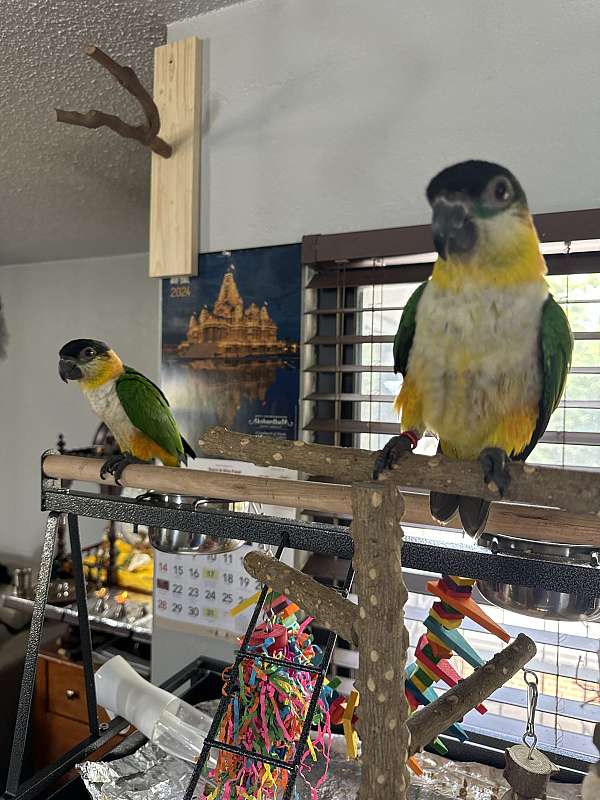 black-headed-caique-for-sale