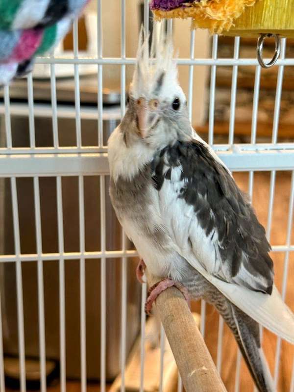 cockatiel-for-sale