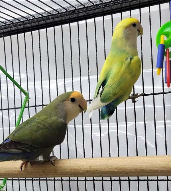 lovebird-for-sale-in-eau-claire-wi