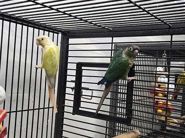 conure-for-sale