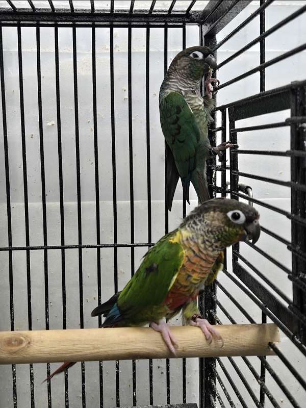 conure-for-sale