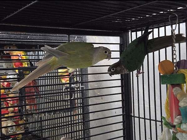 conure-for-sale