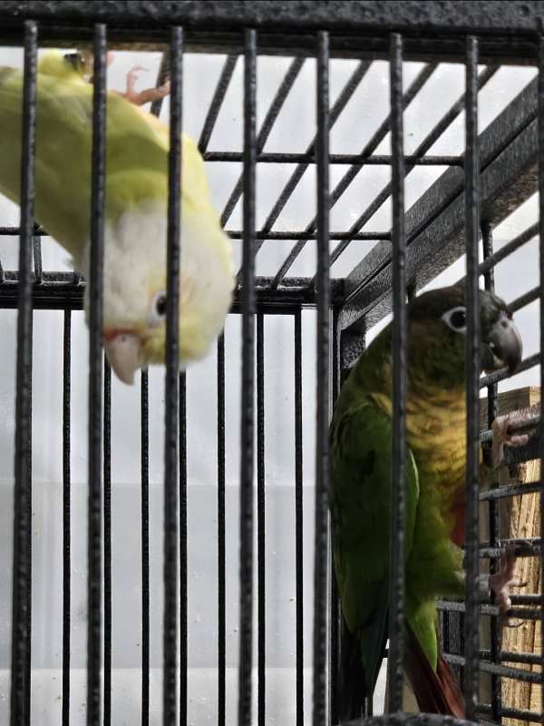 conure-for-sale