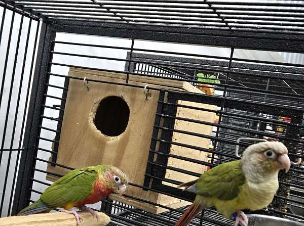 conure-for-sale