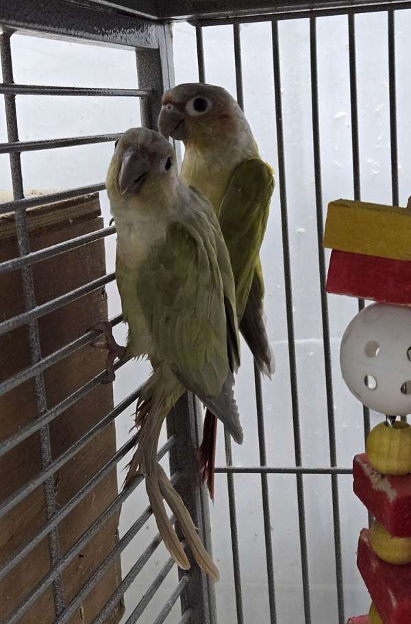 conure-for-sale