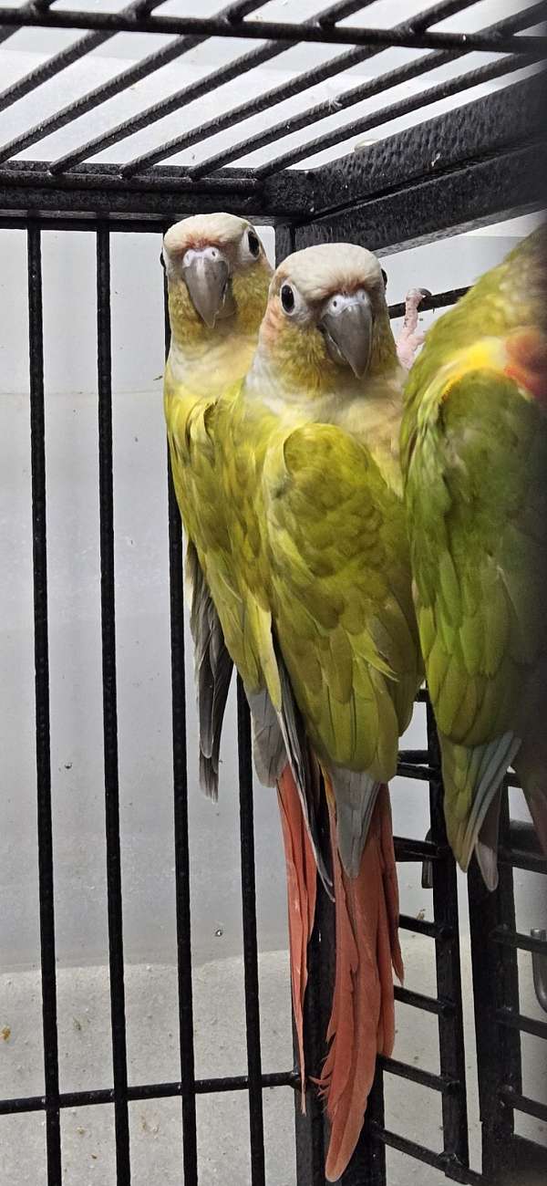 male-bird-for-sale-in-eau-claire-wi