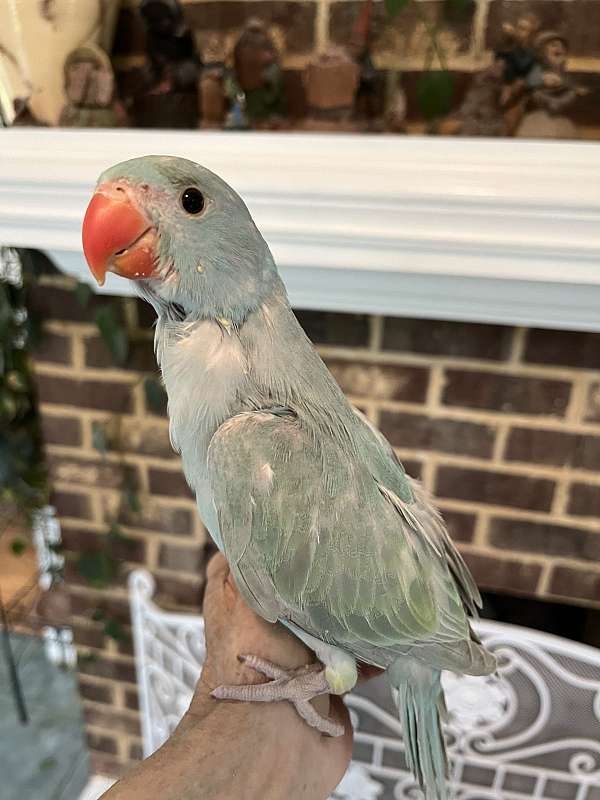 handfed-pet-bird-for-sale-in-fuquay-varina-nc