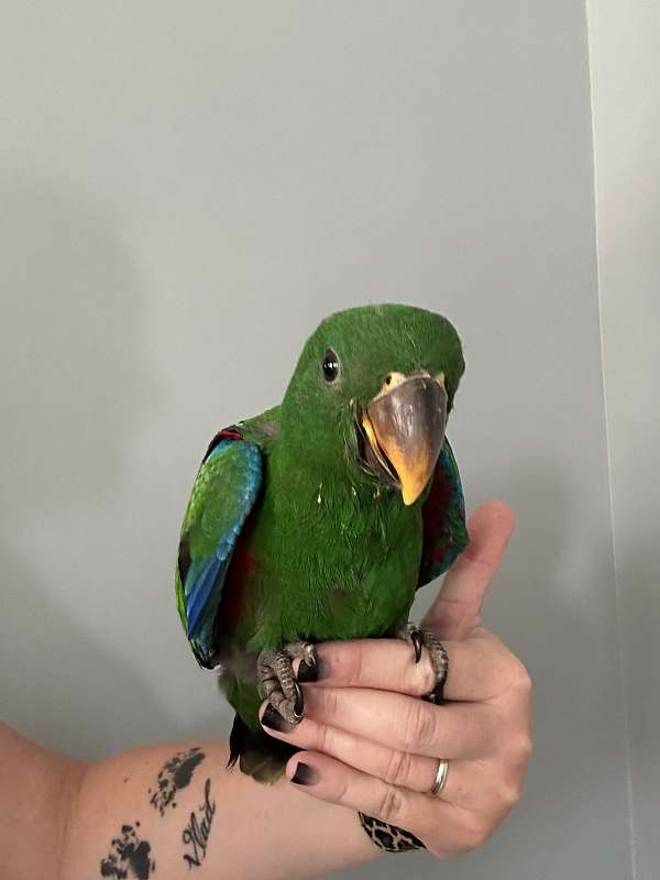 eclectus-parrots-for-sale