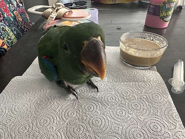 baby-eclectus-parrots-for-sale