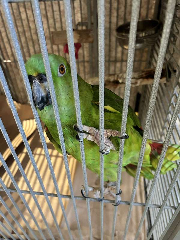 amazon-parrot-for-sale-in-hayward-ca