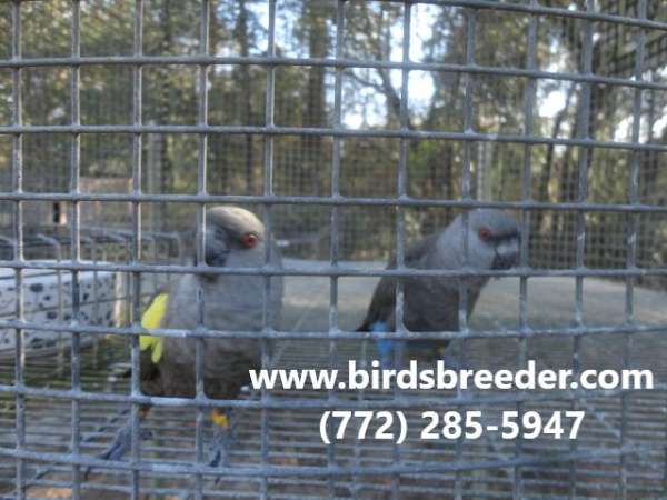 poicephalus-parrots-for-sale