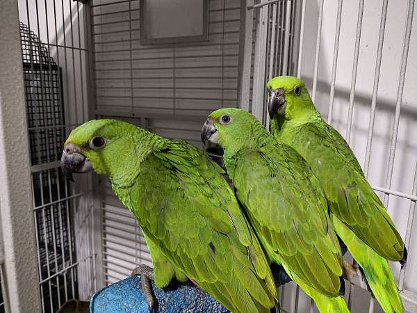 yellow-naped-amazon-parrot-for-sale-in-conyers-ga