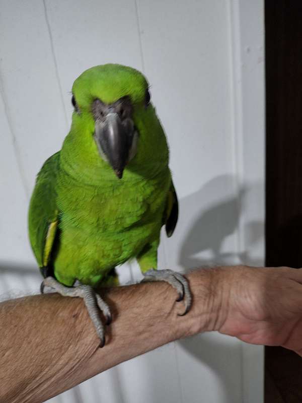 bird-parrot-for-sale-in-conyers-ga