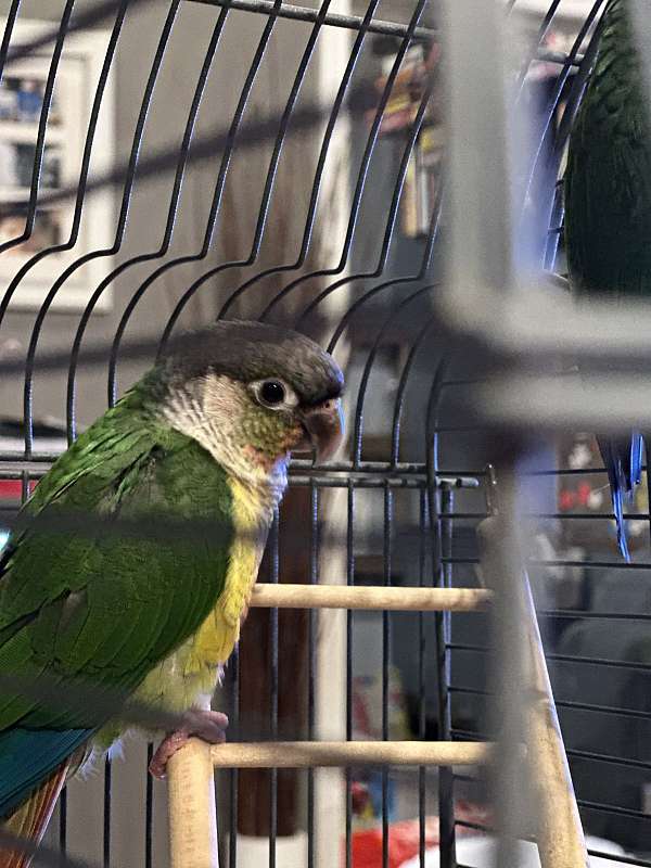 green-cheek-conure-for-sale