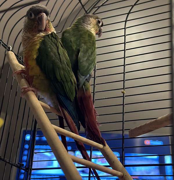 green-cheek-conure-for-sale-in-pennsylvania