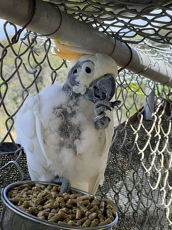 male-female-citron-bird-for-sale