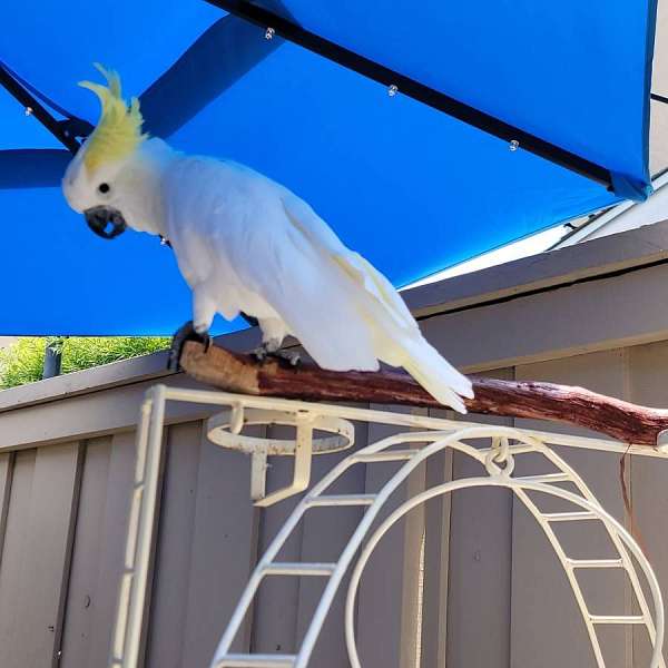 sulpher-crested-cockatoo-for-sale-in-anaheim-ca