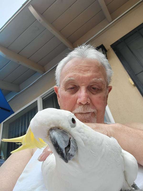 rescue-bird-for-sale-in-anaheim-ca