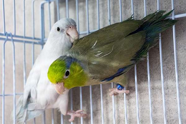 parrotlet-for-sale