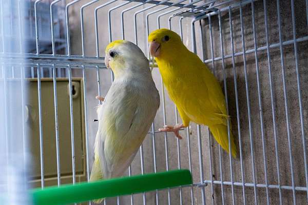 parrotlet-for-sale-in-hillside-nj