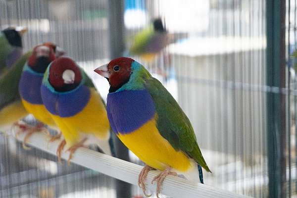 lady-gouldian-finch-for-sale