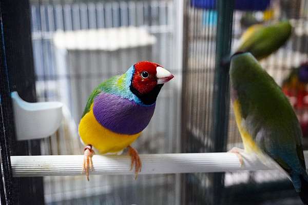 lady-gouldian-finch-for-sale-in-hillside-nj