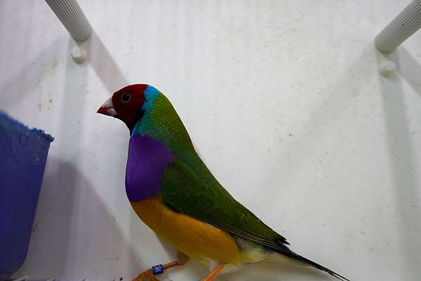 adult-lady-gouldian-finch-for-sale