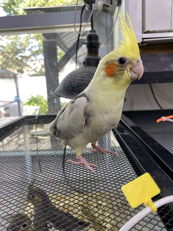 green-cheek-conure-for-sale-in-hillside-nj