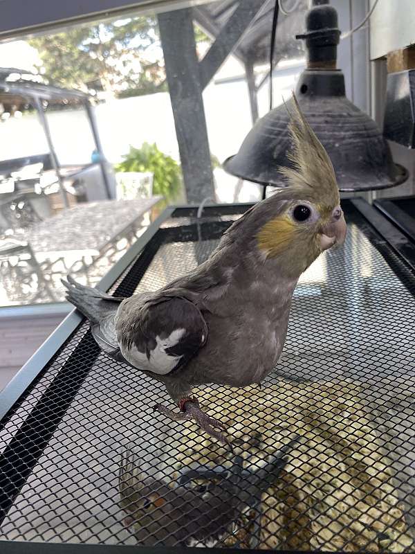 green-cheek-conure-for-sale