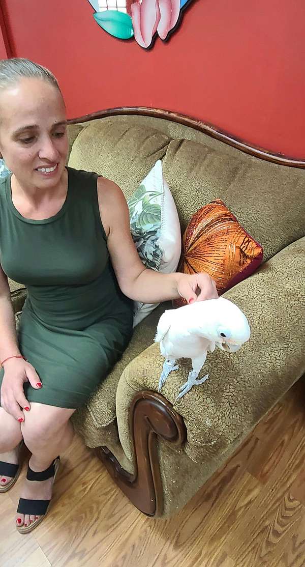 pet-playful-cockatoo-goffin-cockatoo-for-sale