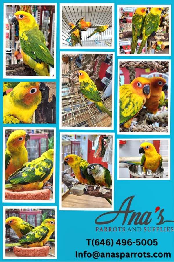 conure-for-sale