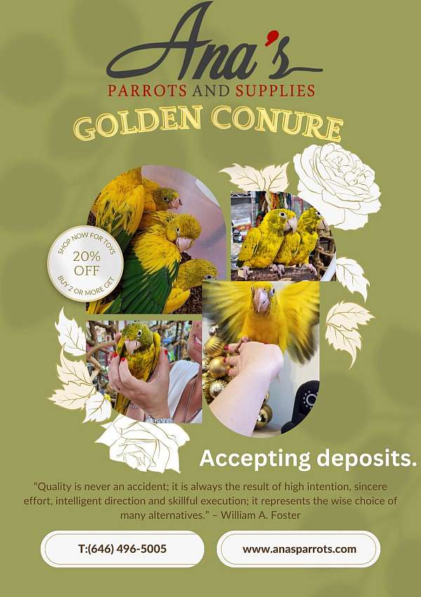 golden-conure-for-sale