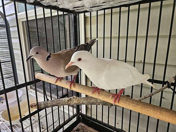 dove-for-sale-in-somerset-ky