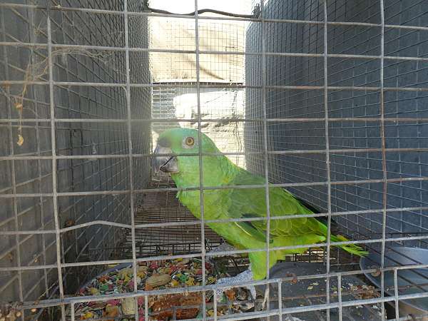 yellow-naped-amazon-parrot-for-sale-in-wildomar-ca