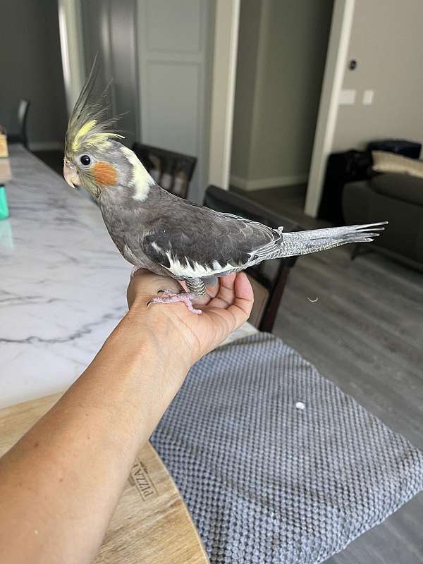 grey-yellow-bird-for-sale-in-california