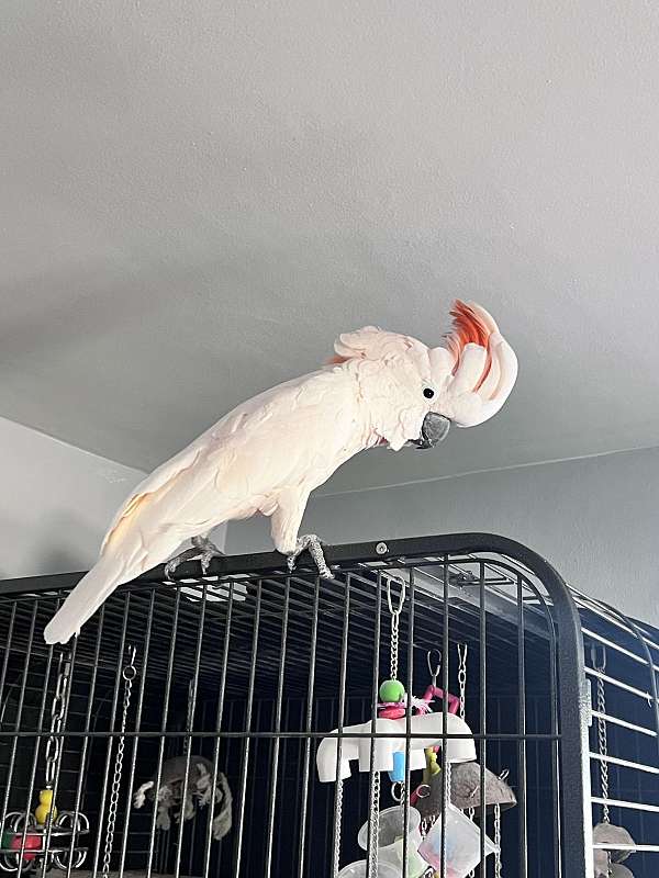 moluccan-cockatoo-for-sale-in-wisconsin