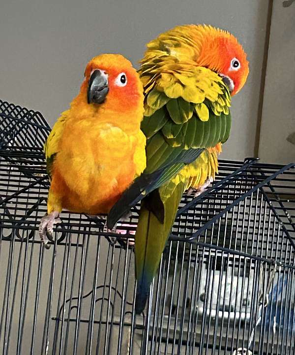 conure-for-sale-in-lynn-ma