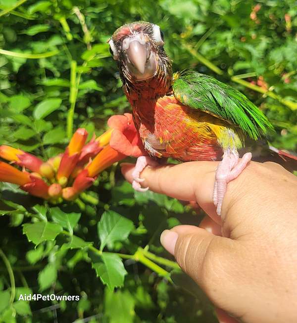 green-cheek-conure-for-sale-in-tallahassee-fl