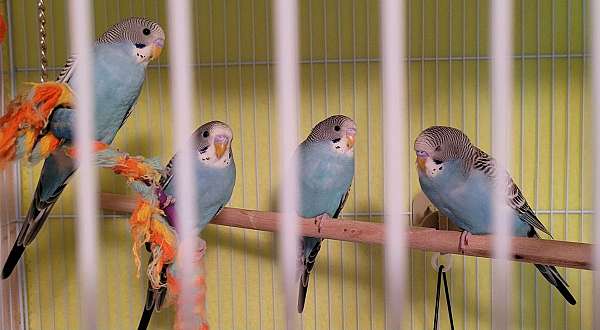 budgerigar-parakeet-for-sale-in-mayer-az