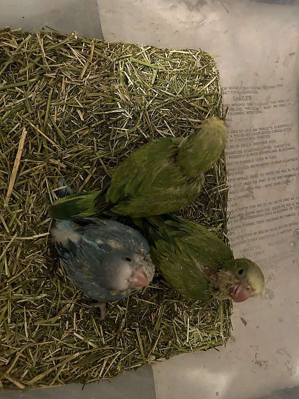 quaker-parrots-for-sale