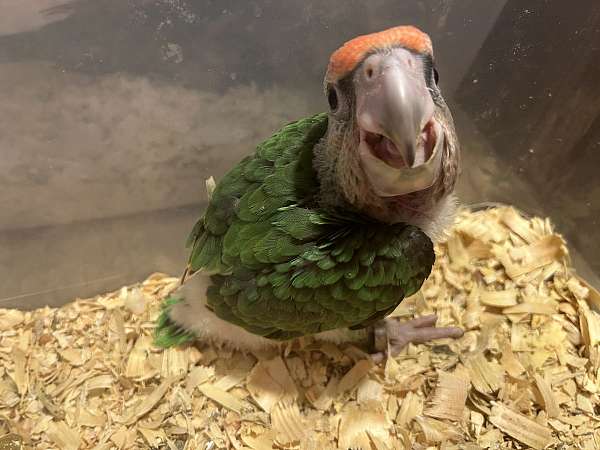 parrot-for-sale-in-katy-tx