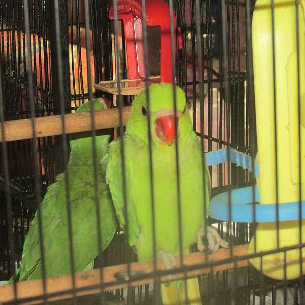 parakeet-for-sale