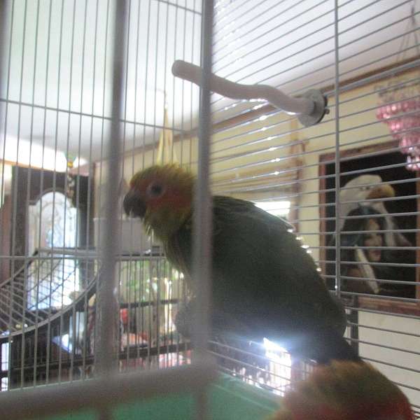 conure-for-sale